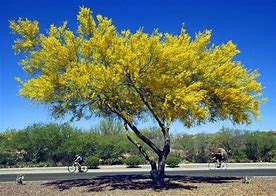Image result for Desert Trees of Kingman Arizona