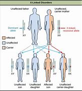Image result for Autosomal Dominant Recessive