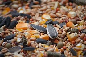 Image result for Black Oil Seed Bird Seed