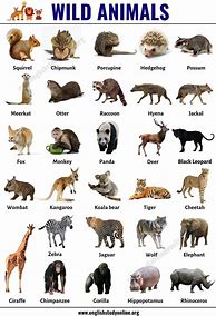 Image result for Wild Animals List