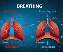Image result for Breathing Process