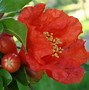Image result for Fruit Tree Blossoms