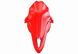 Image result for Pink River Dolphin Skull