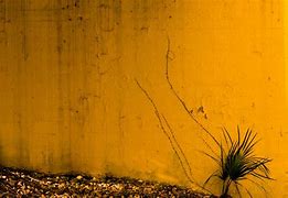 Image result for Yellow Wall Texture