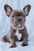 Image result for French Bull Terrier Puppies