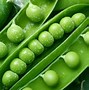 Image result for Pea Sized Meaning