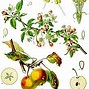 Image result for Apple Tree with Blossoms