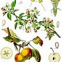 Image result for Honeycrisp Apple Tree Care