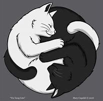 Image result for Fox and Cat Yin and Yang
