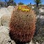 Image result for California Barrel Cactus