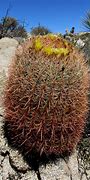 Image result for Desert Barrel Cactus