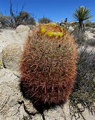 Image result for Desert Cacti