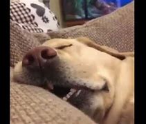 Image result for Dog Snoring Meme
