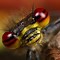 Image result for "digger-wasp"