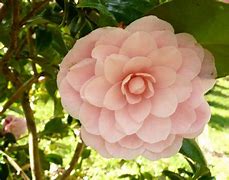 Bildergebnis für Camellia japonica Nuccios Cameo