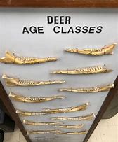 Image result for Deer Jawbone Aging Kits