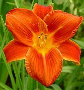 Image result for Hemerocallis Chicago Fire