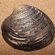 Image result for Oldest Ocean Quahog