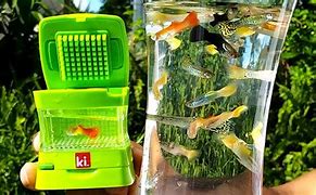 Image result for World's Smallest Fish Tank
