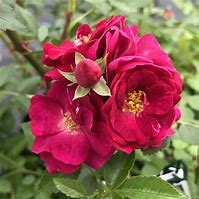 Image result for Easy Beesy Rose