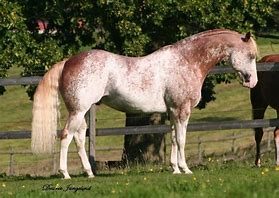 Image result for Strawberry Roan Paint Horse