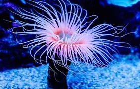 Image result for Anemone Sea Creature