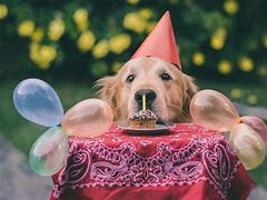 Image result for Brith Day Dog