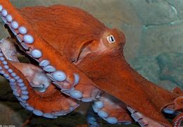 Image result for Giant Octopus Attack