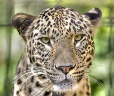 Image result for Blue Leopard Face Mask