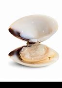 Image result for Opened Clam