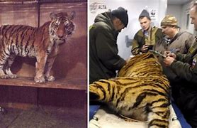 Image result for Tiger Dieing