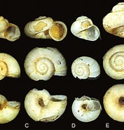 Afbeeldingsresultaten voor Heterokrohnia bathybia Familie. Grootte: 177 x 185. Bron: www.researchgate.net