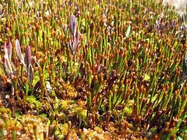 Image result for Swamp Moss