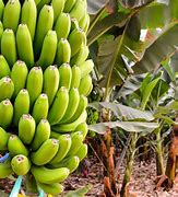 Image result for banana