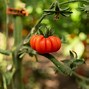 Image result for Apple Hybrid Tomatto