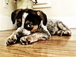 Image result for Very Cute Puppy Beagle Pitbull Mix