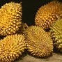 Image result for Yellow Exotic Fruit with Spikes
