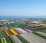 Image result for Dutch Tulip Fields Aerial