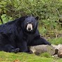 Image result for Black Bear Feces
