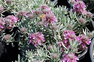 Image result for Teucrium aroanium