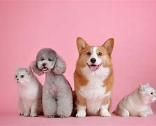 Image result for Elemental Pets