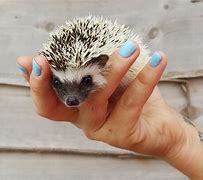 Image result for Hedgehog as a Pet