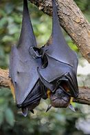 Image result for Cute Bats Sleeping