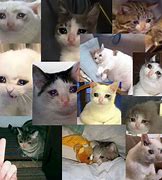 Image result for Cat Crying Meme Can We Hold Hands
