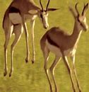 Image result for African Gazelle