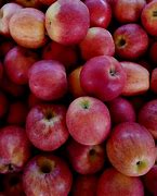 Image result for Honeycrisp Apple Tree Care