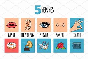 Image result for Senses Stickers