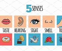 Image result for What Are My 5 Sense