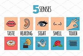 Image result for Five Senses Stickers