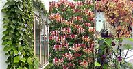 Image result for Flowering Vines for Shade Victoria